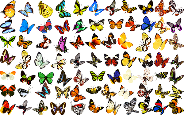 [PSD] Tổng hợp các loại bướm cực đẹp